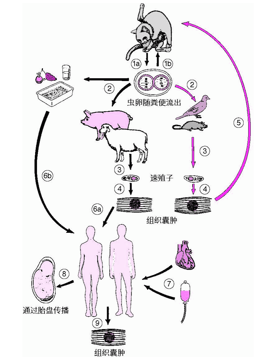 弓形体病生长周期.png