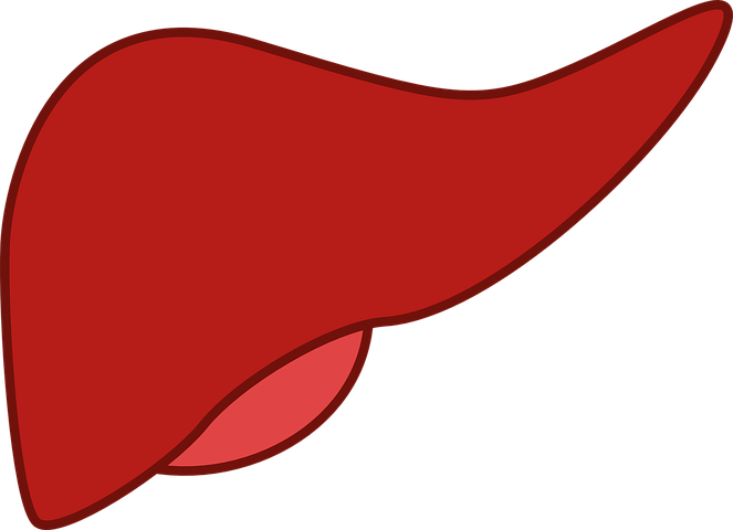 liver-148108__480.png