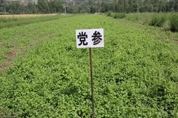 中药种植.jpg