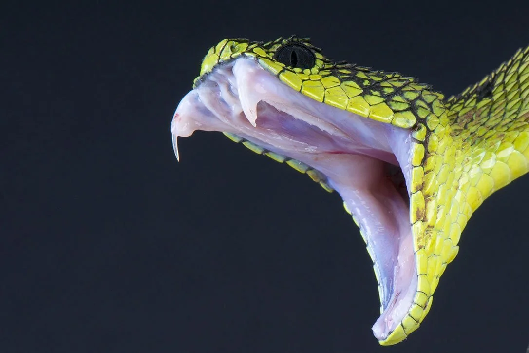 snake biting.jpg