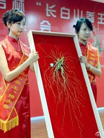 为什么长白山野生人参可以卖出300万元的天价? — Wu Healing 为什么长白山野生人参可以卖出300万元的天价? — Wu Healing