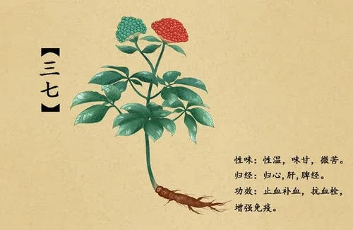 The Health Benefits of Notoginseng (San Qi, 三七) — Wu Healing