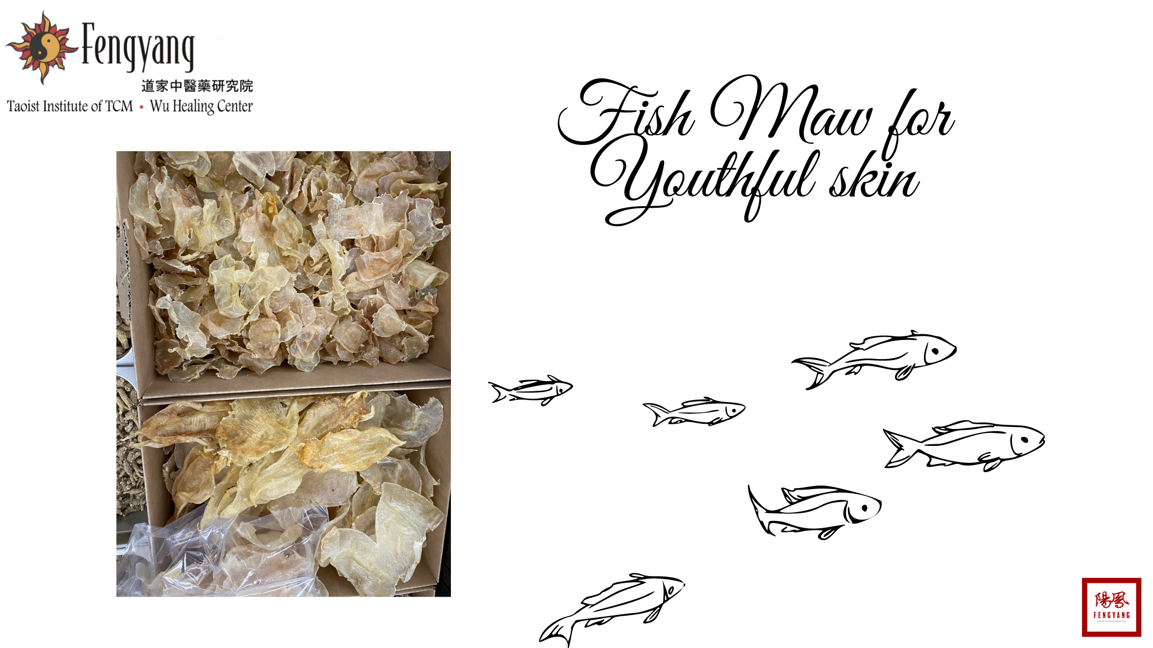 What is Fish Maw? - How fish maw is used in Traditional Chinese Medicine 