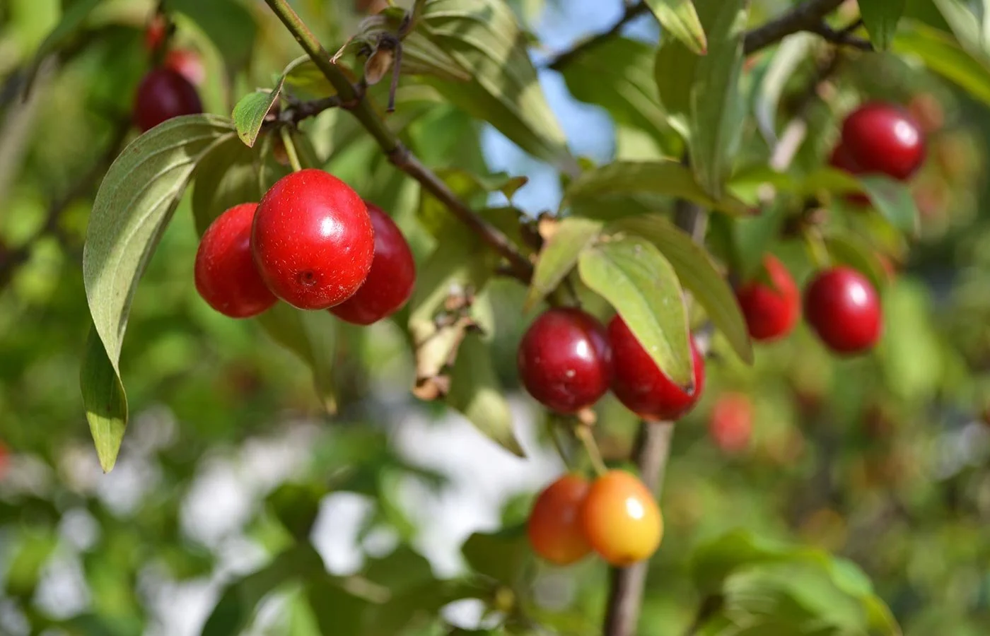 Shan Zhu Yu (Coptis Fruit), the Ultimate Kidney and Liver Tonic