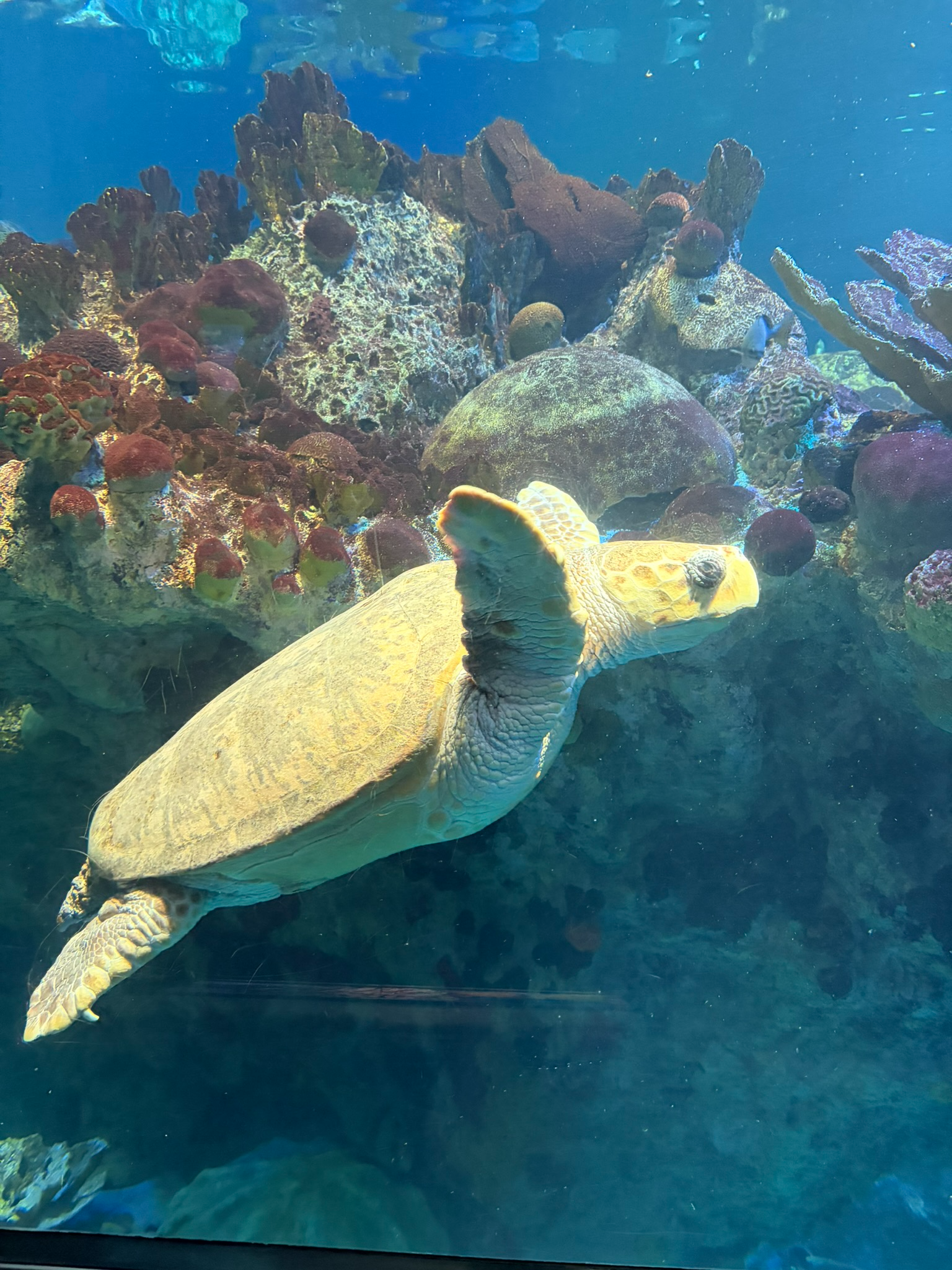 Turtle Breathing: The Four Principles