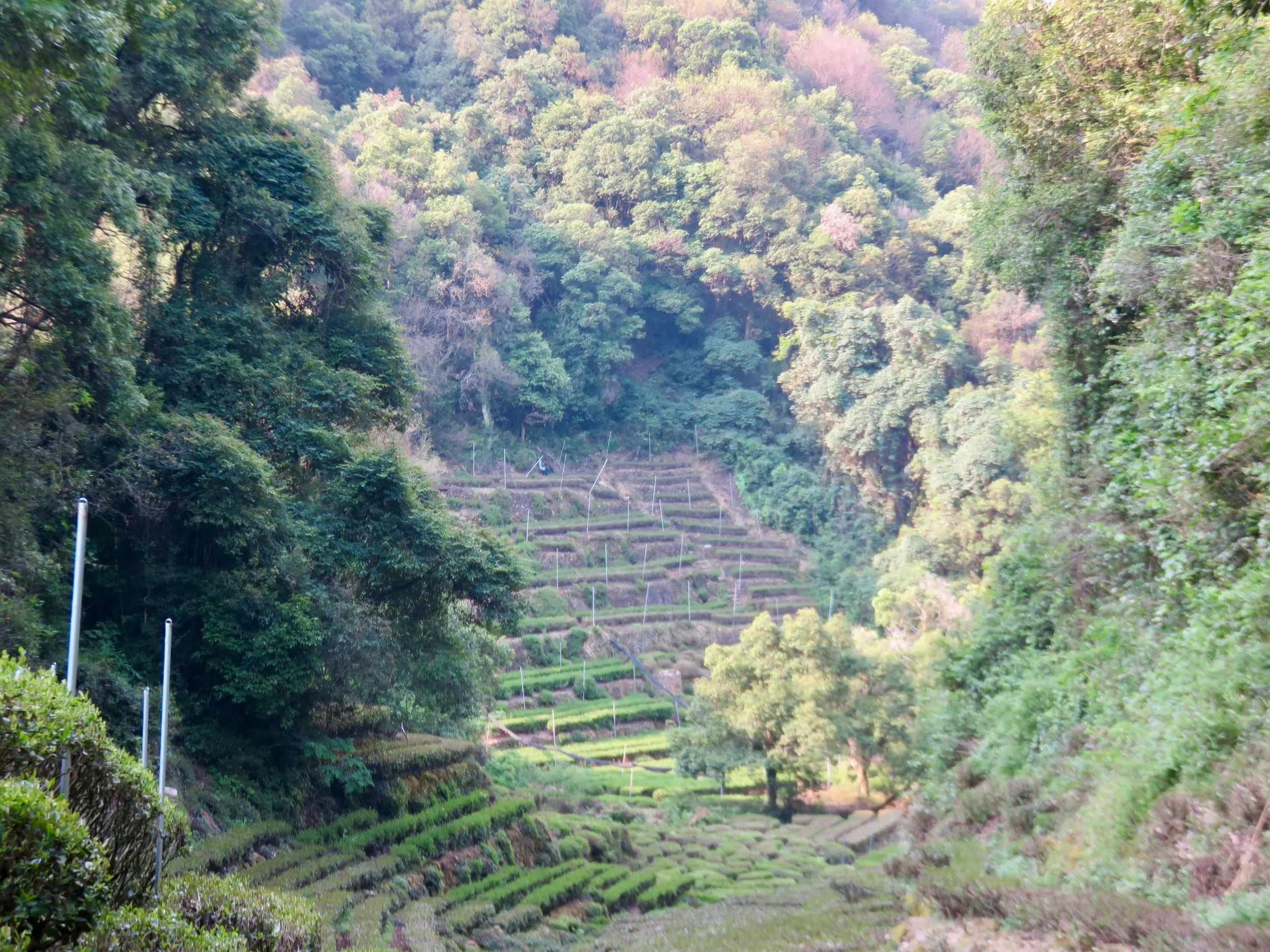 A Special Gift of Longjing Green Tea from Hangzhou