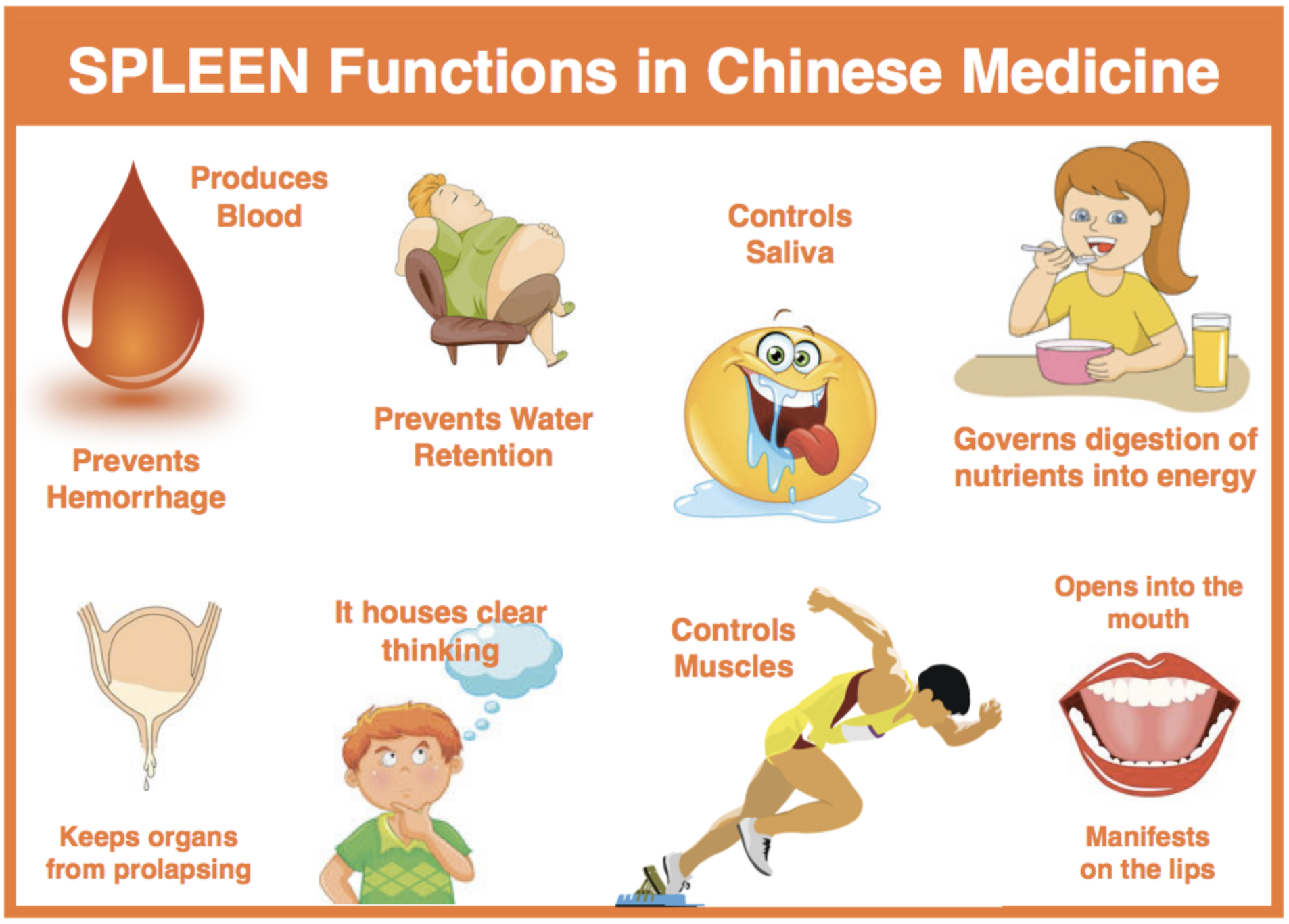 TCM spleen function diagram