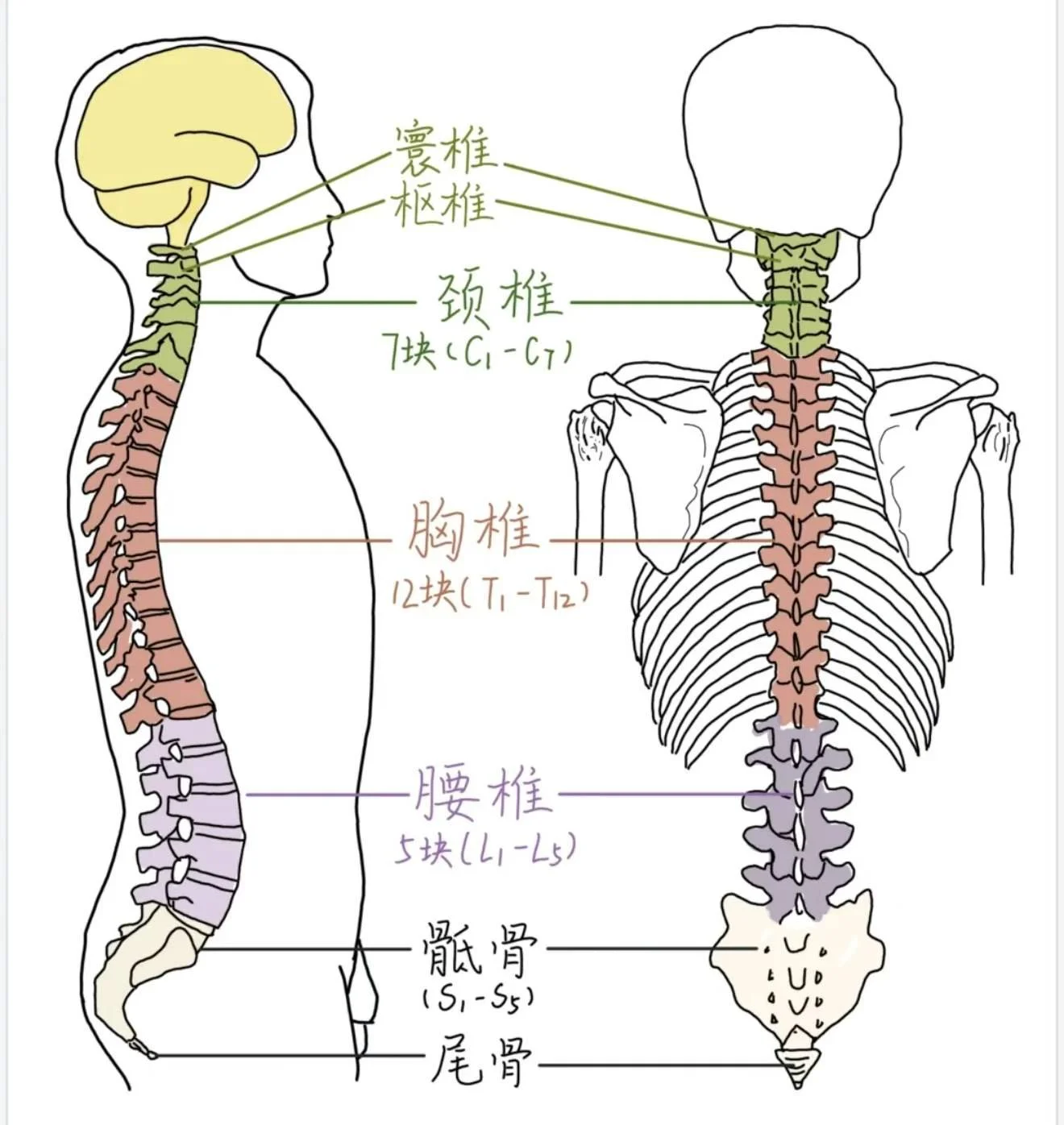 脊柱构造
