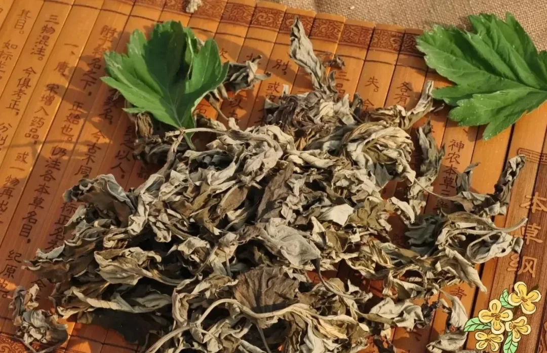 Dried mugwort leaves used in traditional Chinese herbal foot soaking therapy