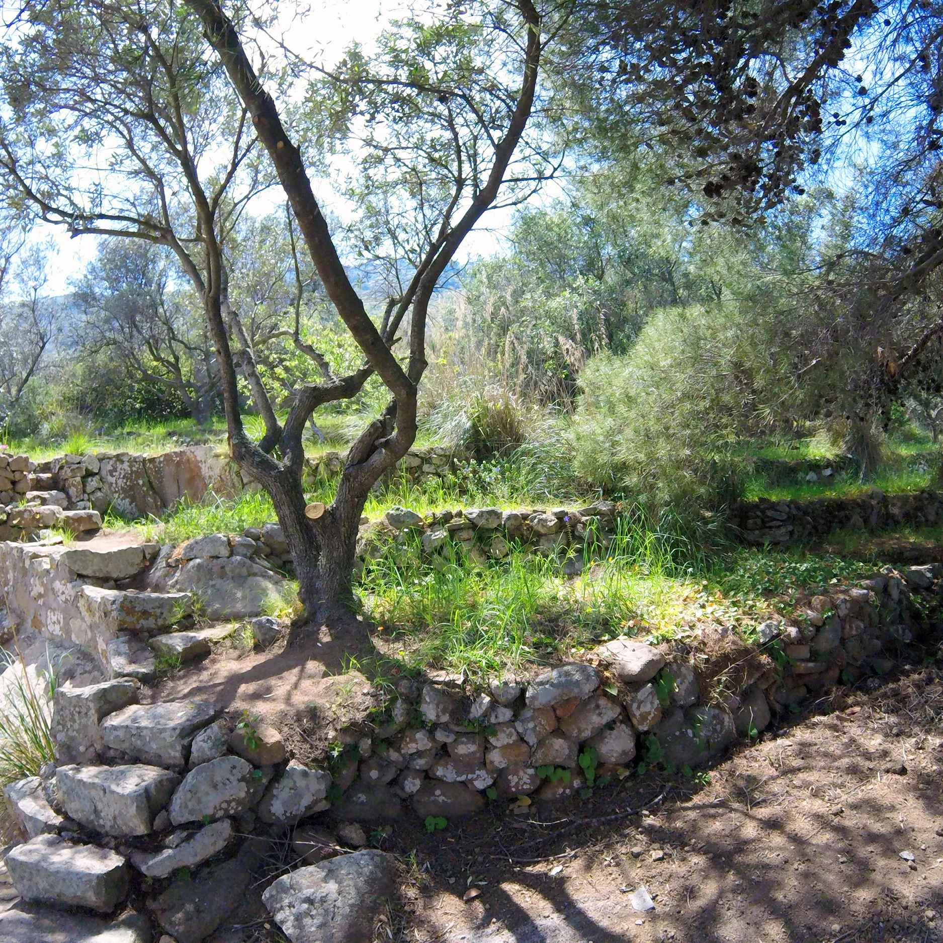 La Isola del Giglio villa ha un oliveto terrazzato