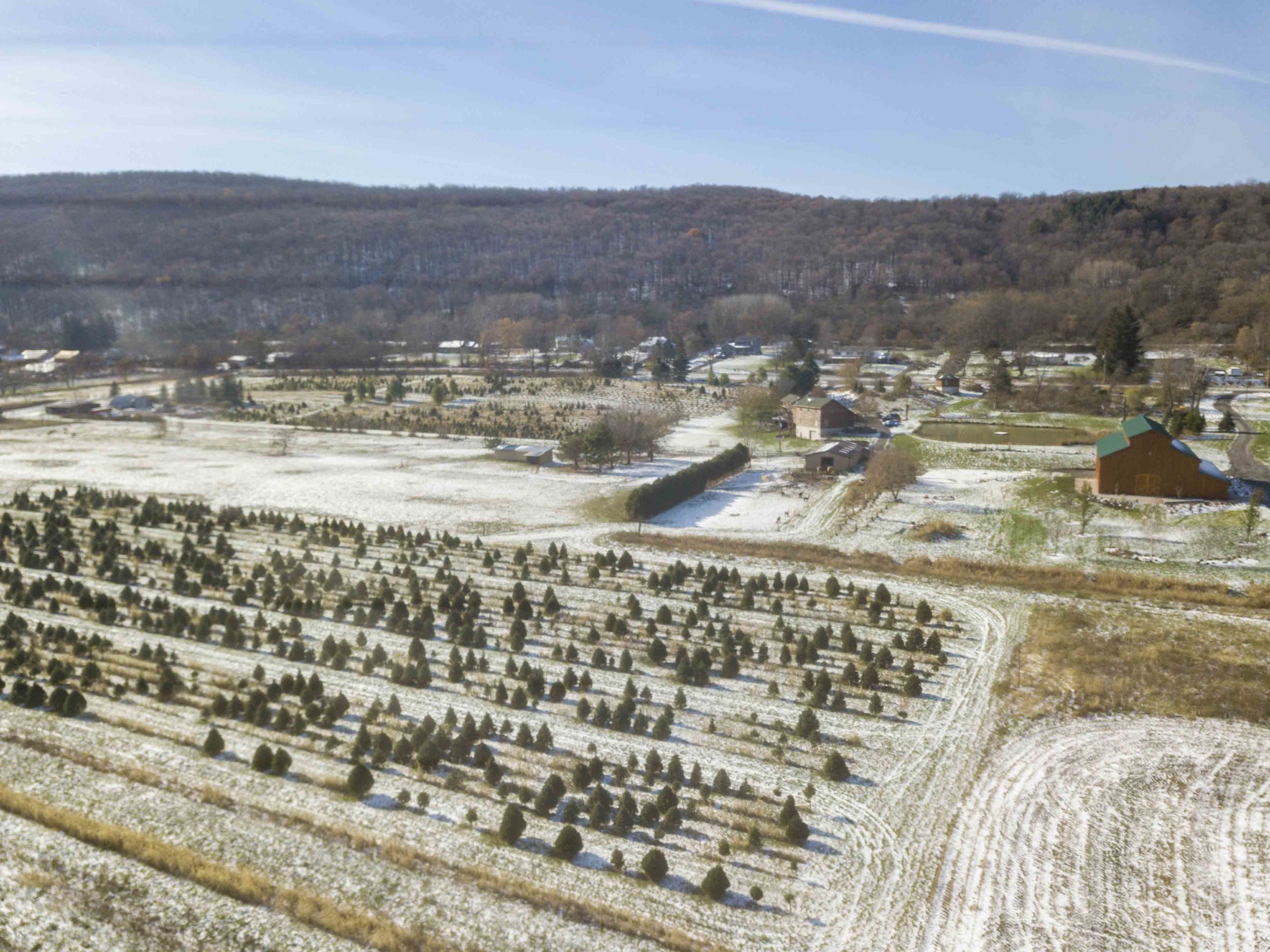 Christmas Tree Farm_4.jpg