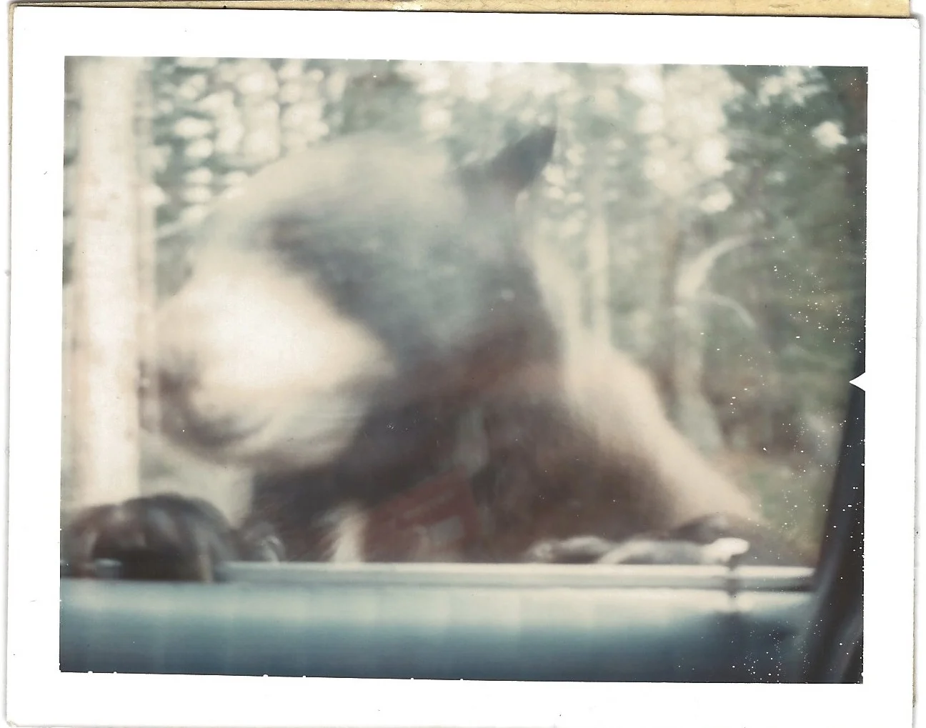 In Those Days, Everyone Fed The Bears In Yellowstone