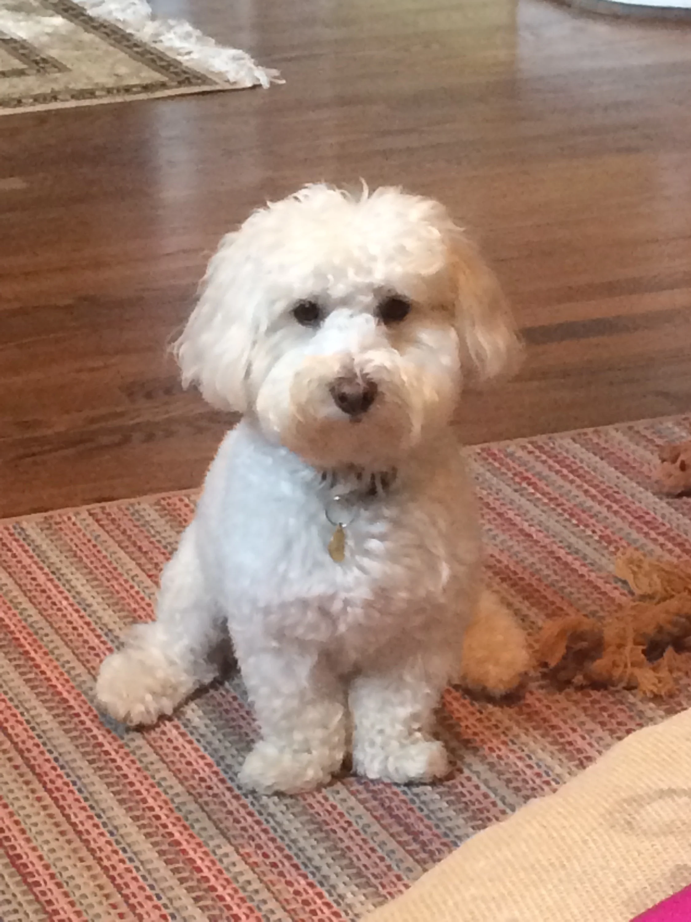  Barbra Streisand Cloned Her Dog. Twice.