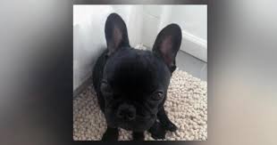The French bulldog who suffocated on a United Airlines flight. 