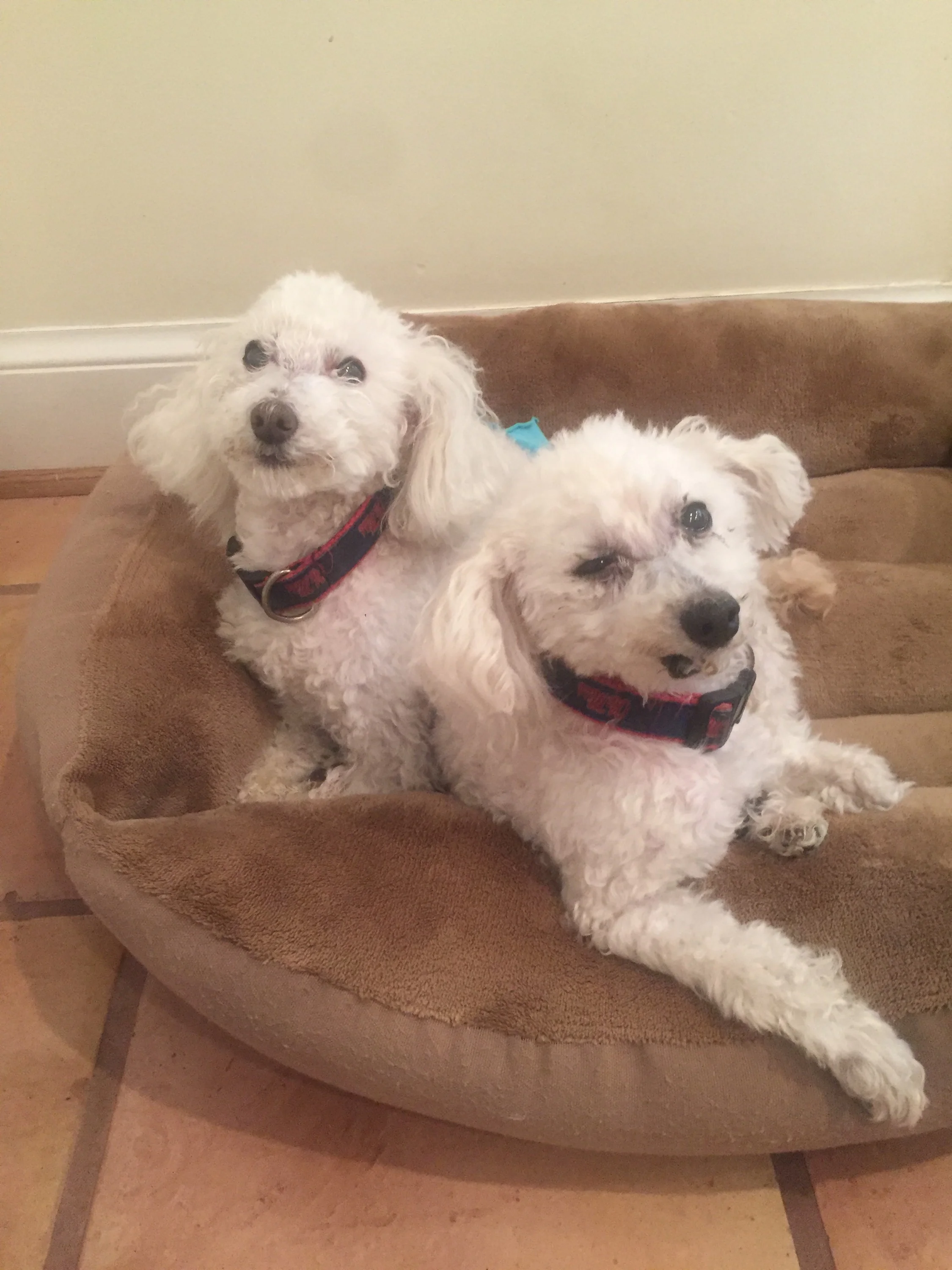 Tiki on the left. Ronde on the right. 
