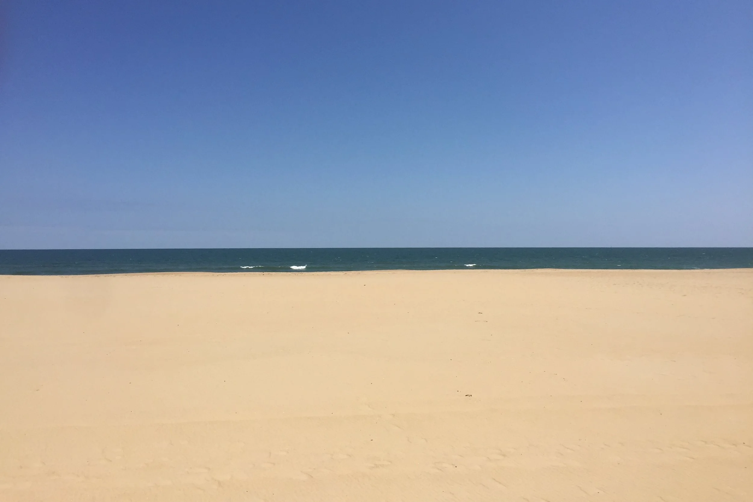 The Politics Of Palm Trees