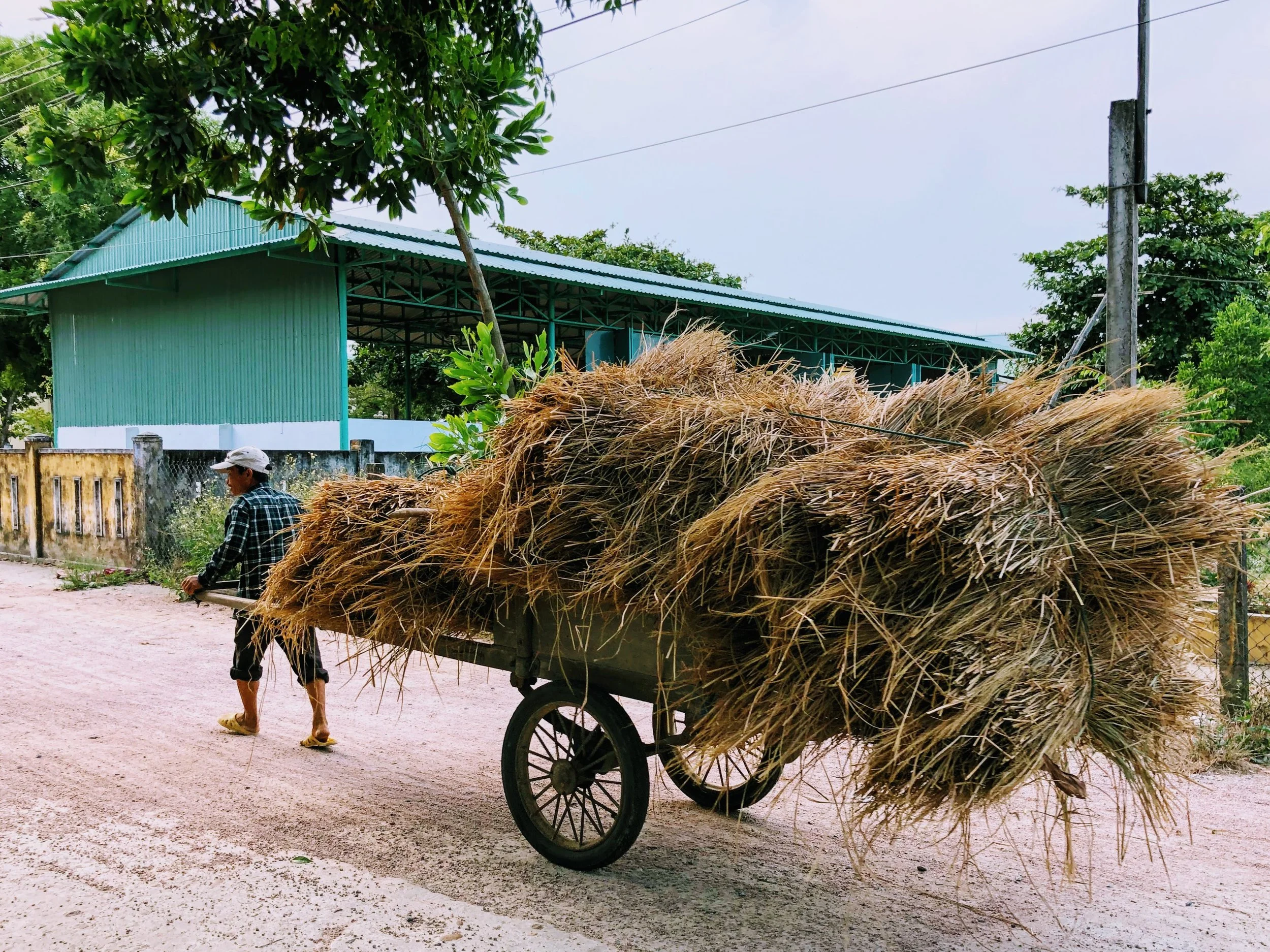 Hay to feed the local livestock, delivered on foot.