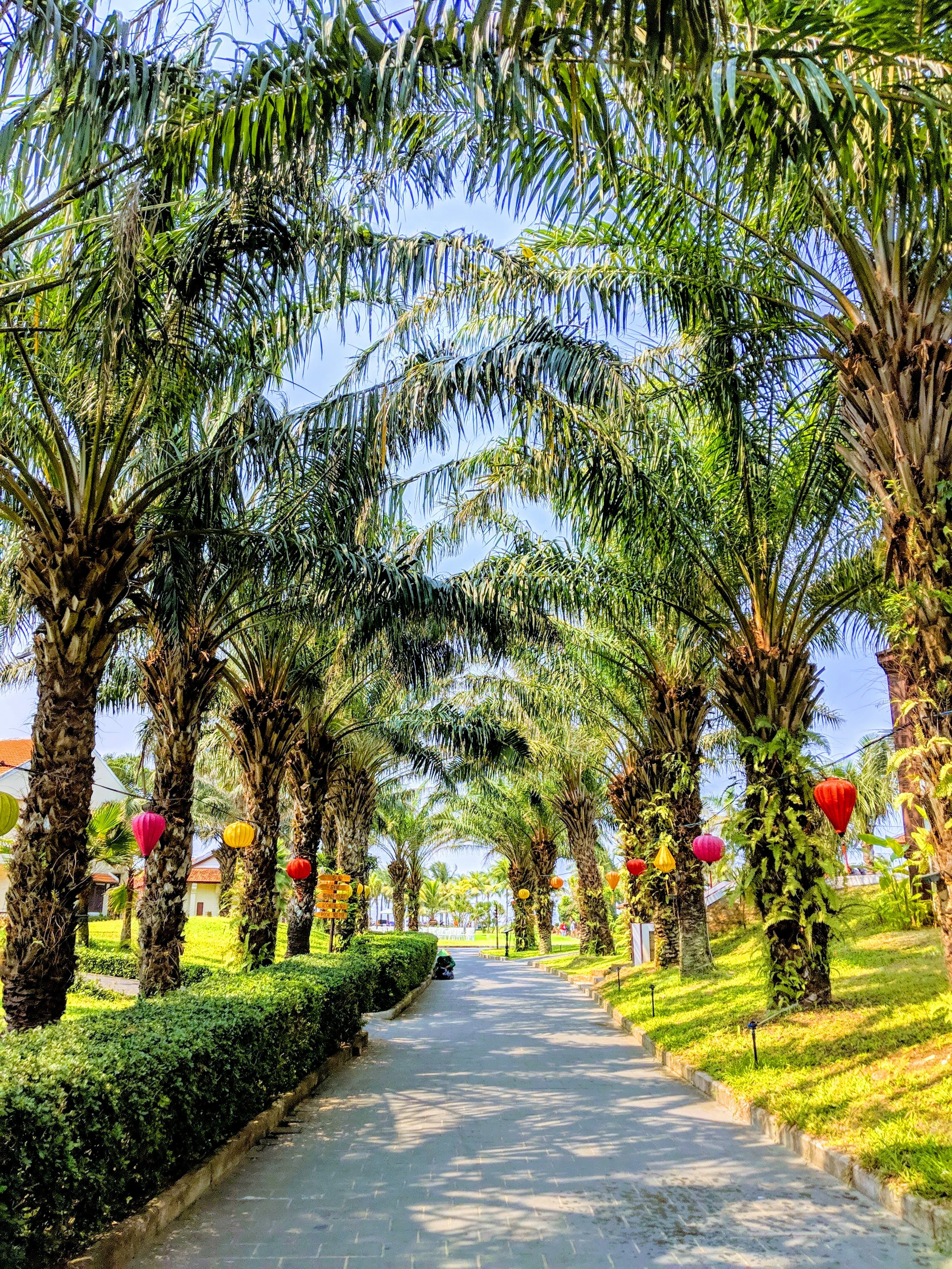  Palms lining a walkway to the beach in Hoi An. 