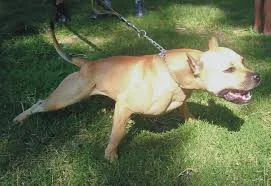 Pit Bull Attack: It's Not About Leashes