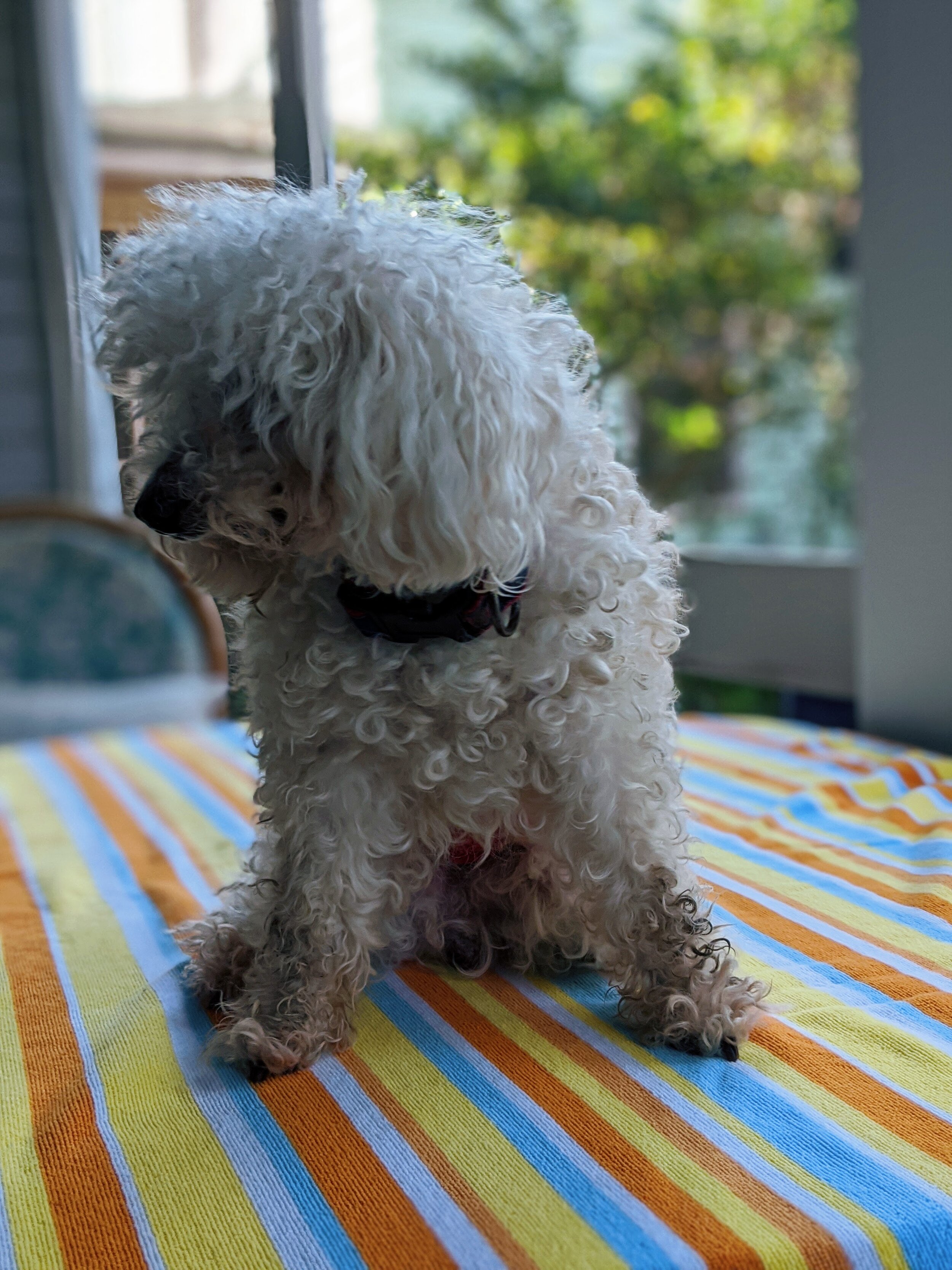 Diy Dog Grooming Kerry Diy Dog Grooming Kerry