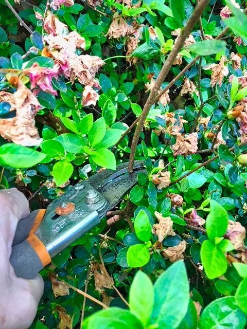 In the Garden, How to Prune Azaleas