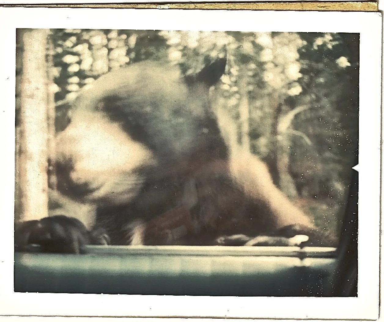 My Mother And The Bear