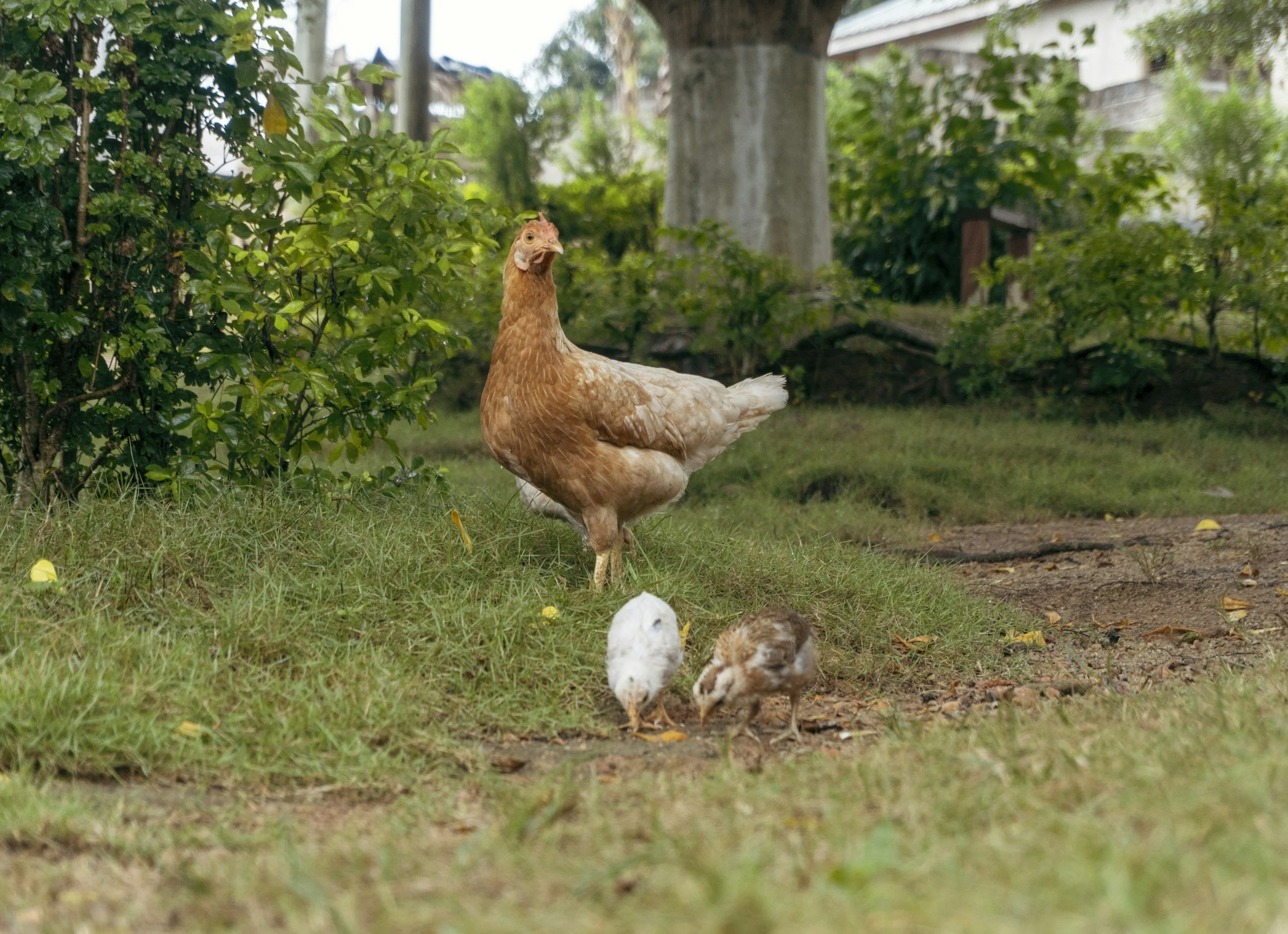 Raising Chickens for Beginners