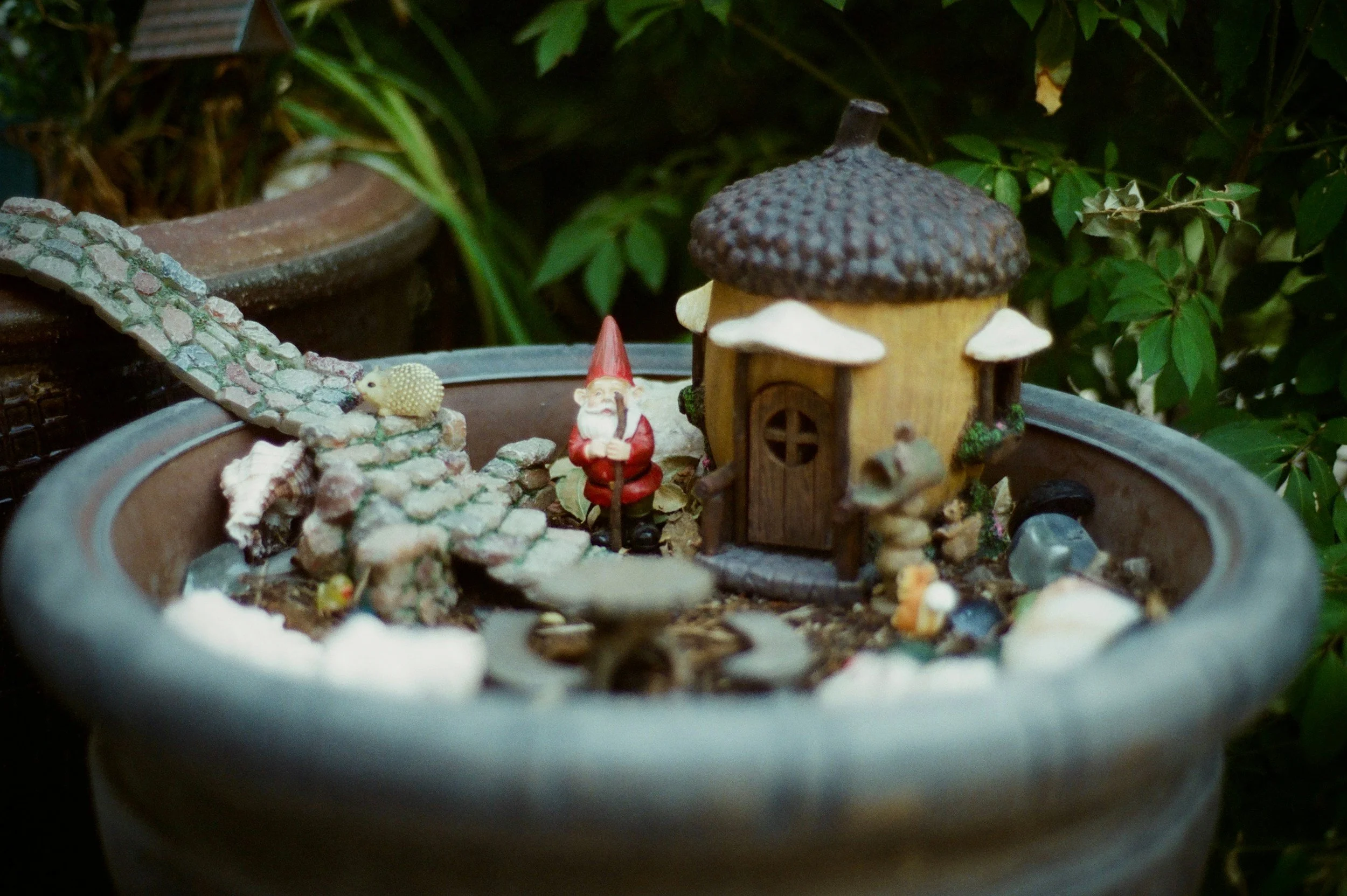 Adult Gnome and Fairy Garden with Wine