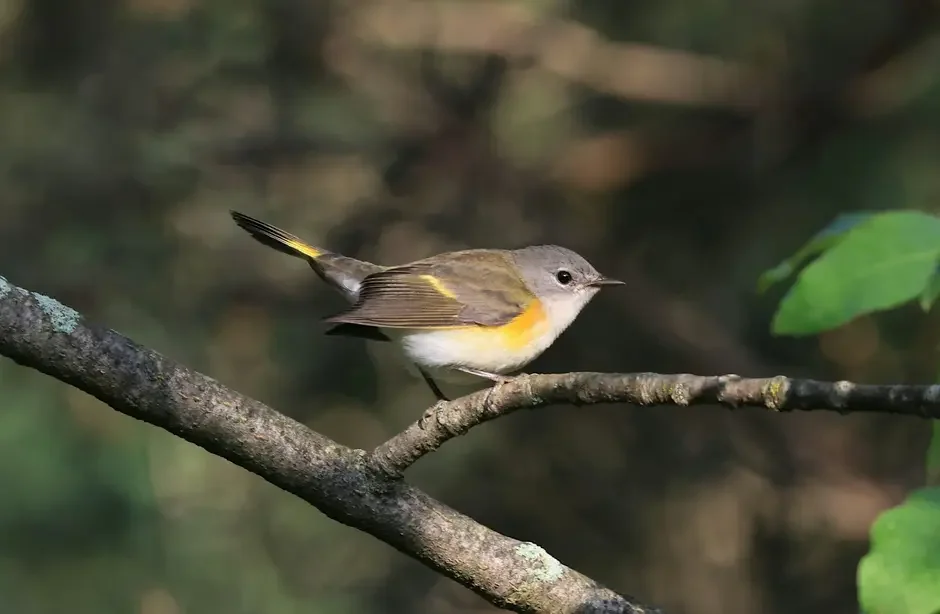 Classic Fall Migration Tour
