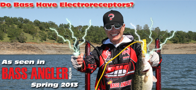 Fish Tales- Shocking Information About Electroreception and Bass — Bixxel  Media