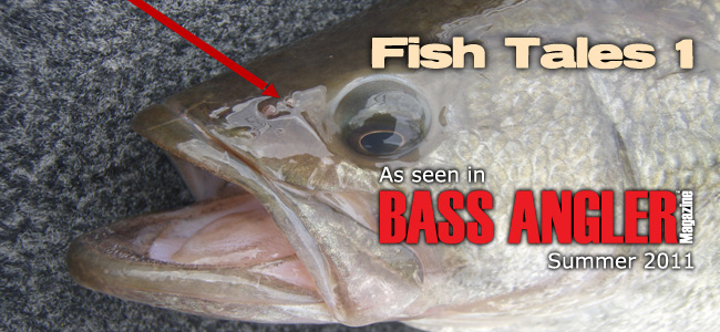 What Can Bass Smell - Fish Tales — Bixxel Media