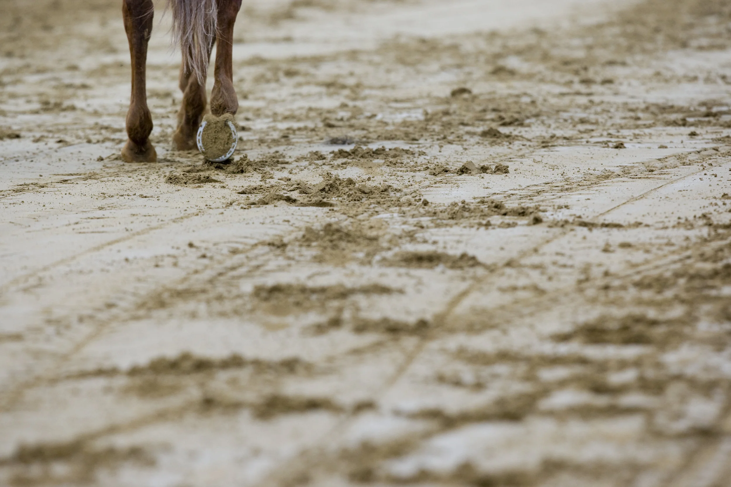 Hooves.jpg