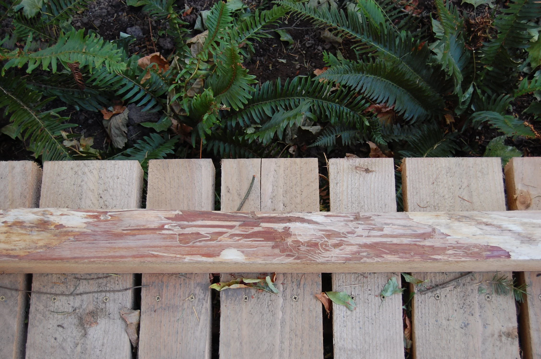 Cedar Wood Bridge.JPG