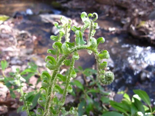 springfern.jpg