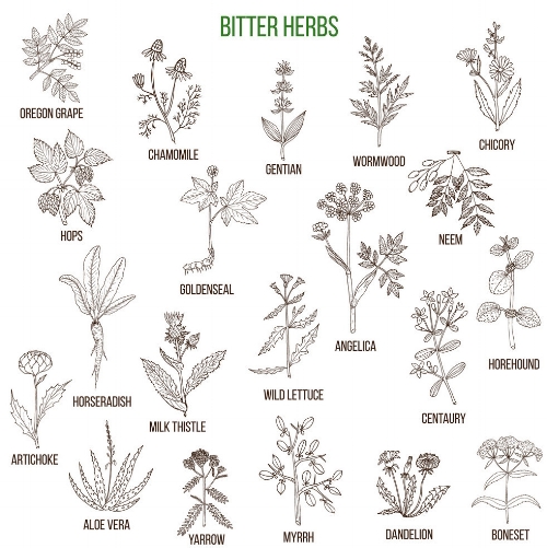 bitter-herbs-collection-vector-13716265.jpg