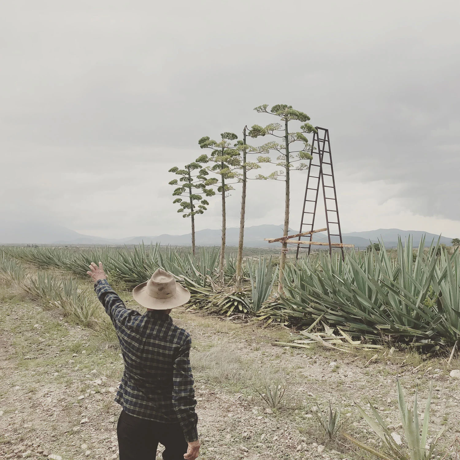 Felipe Cortes Espadin Field Web.jpg