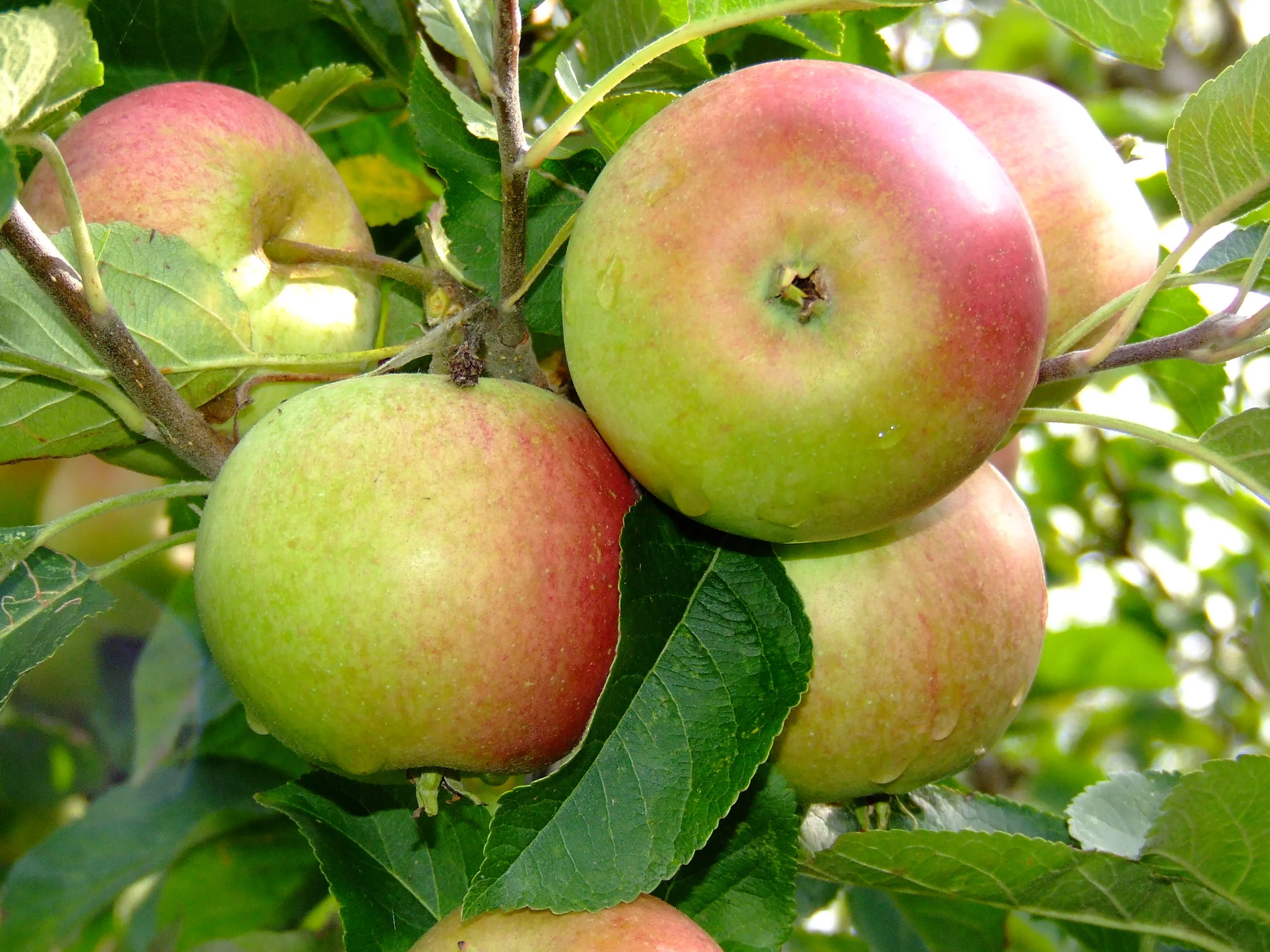 Apple