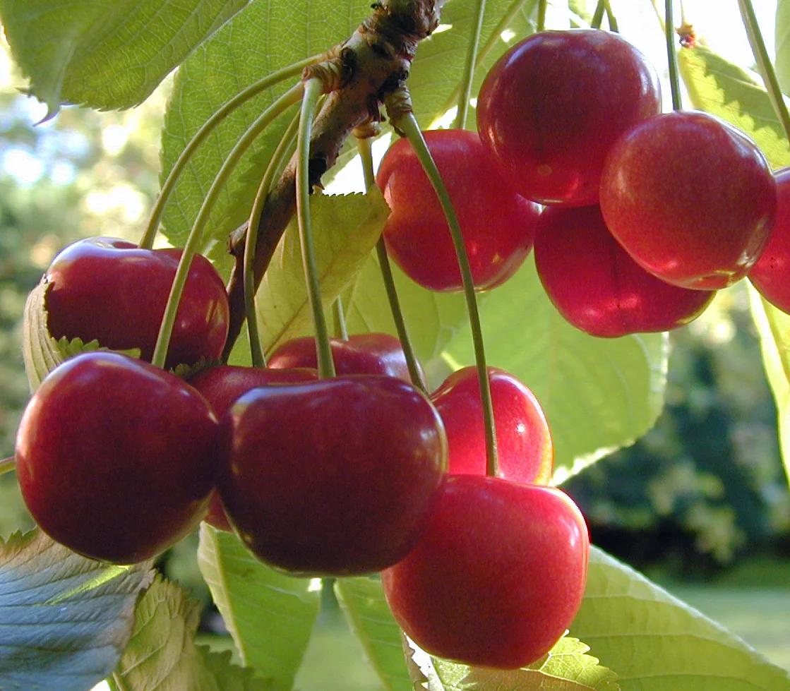 Cherry