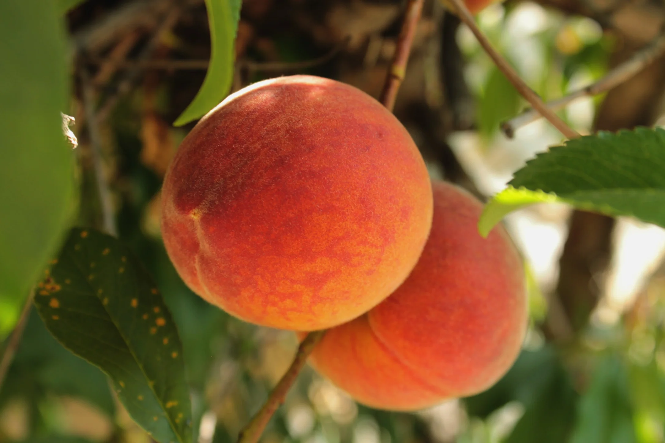 Peach
