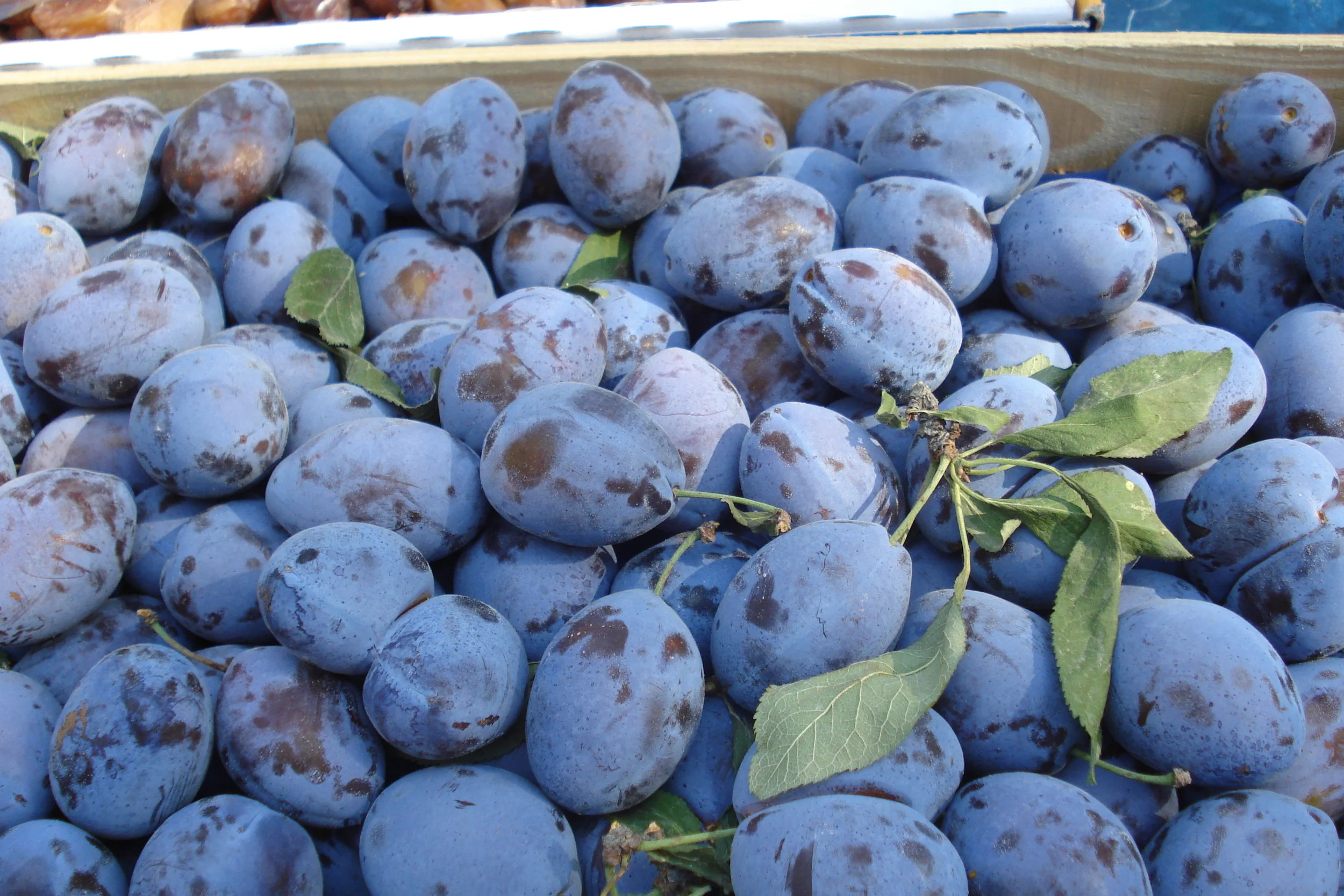 Plum/Pluots