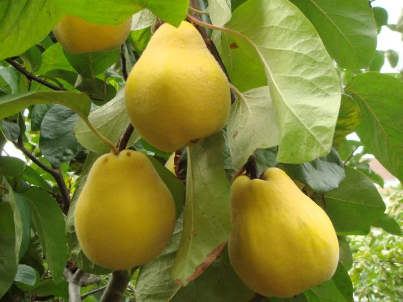Quince