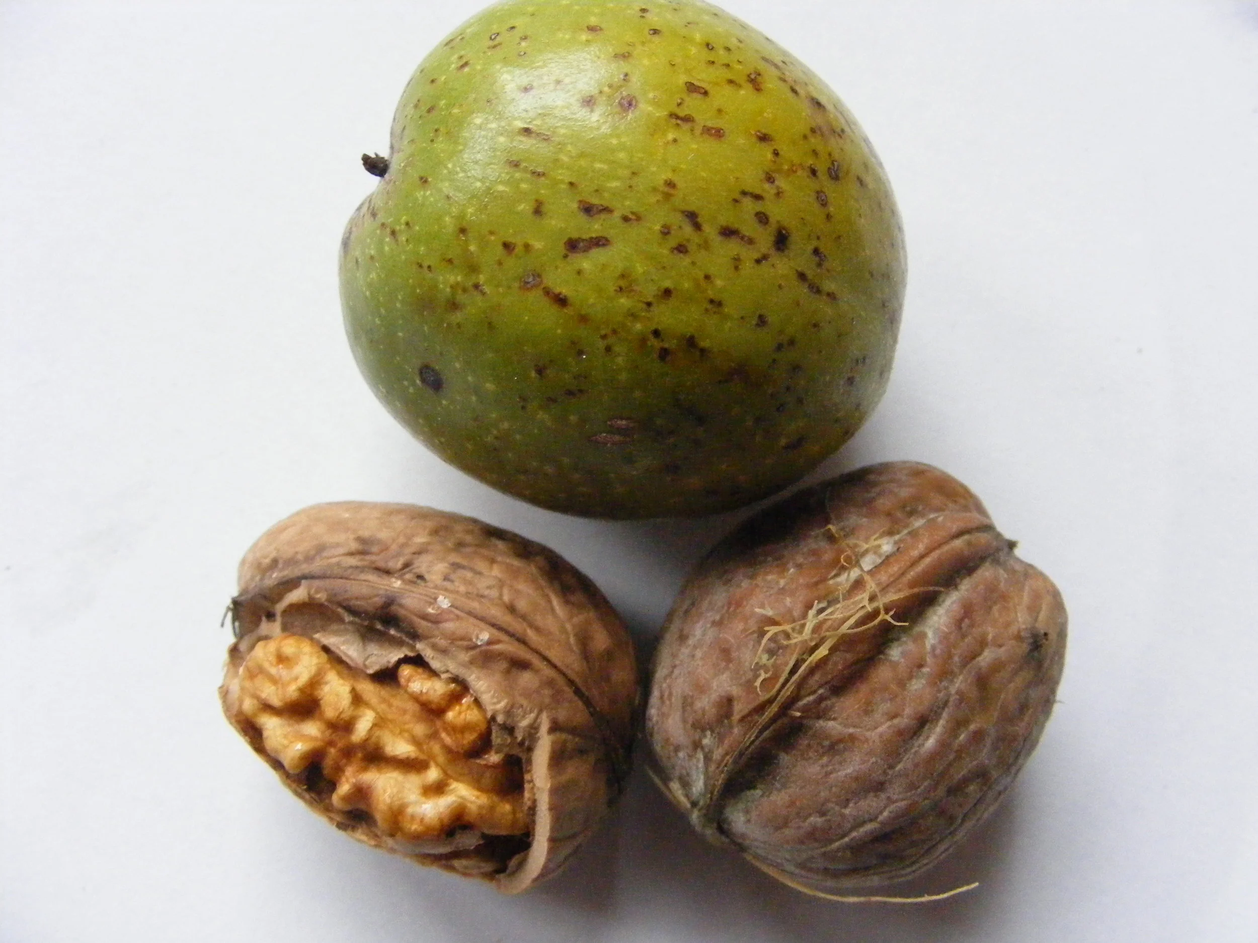 Walnut