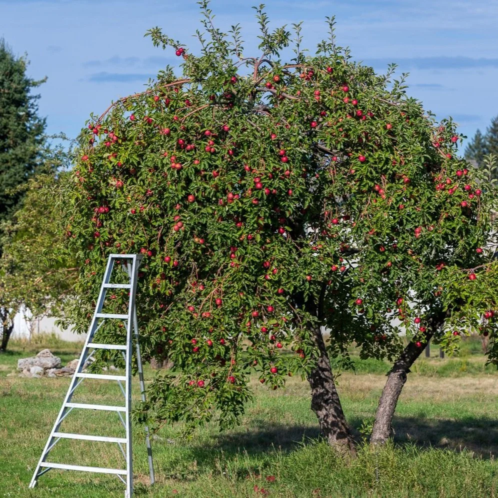 Hidden Acres End-of-Season Apple Glean