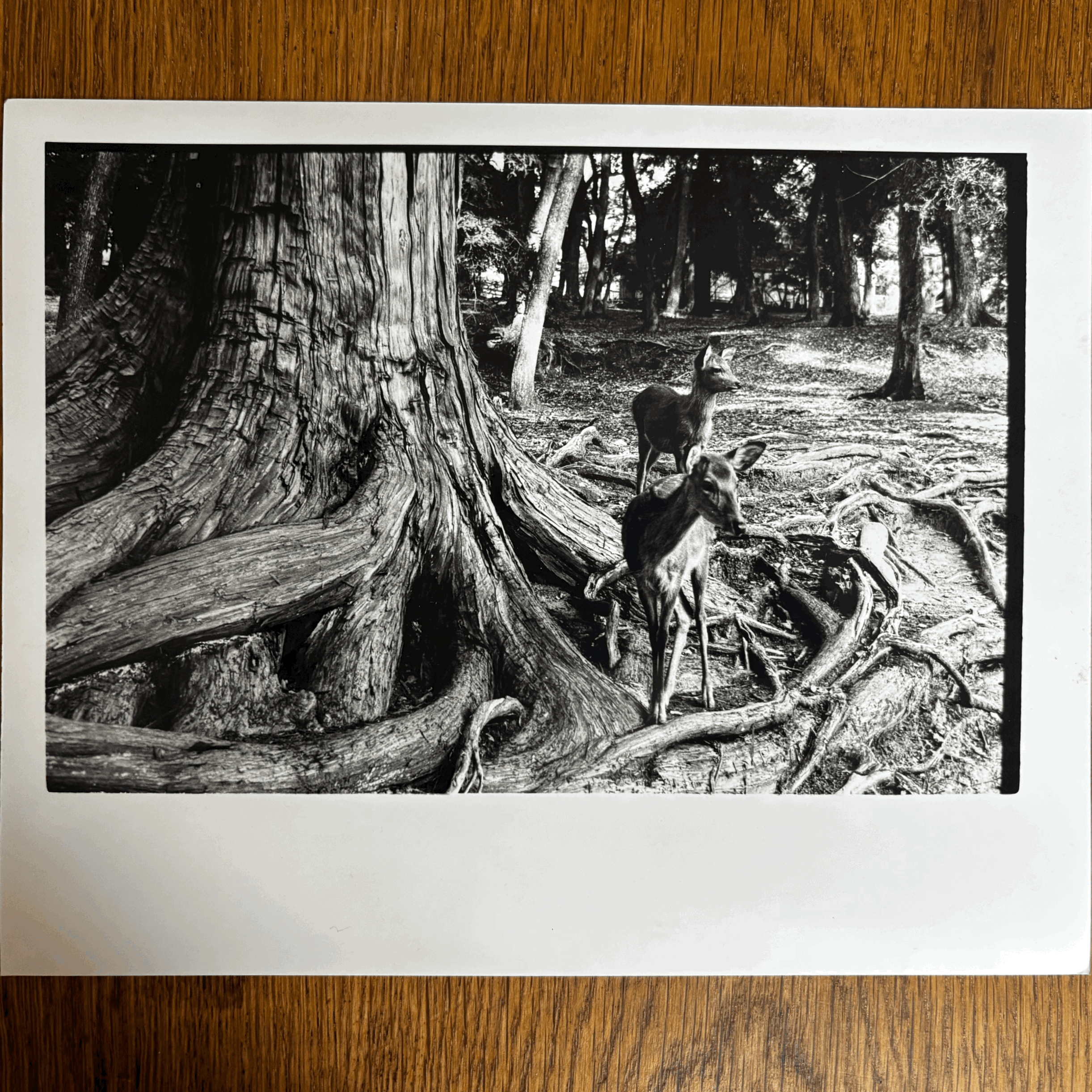 Nara Bowing Deer 8x10in SOLD