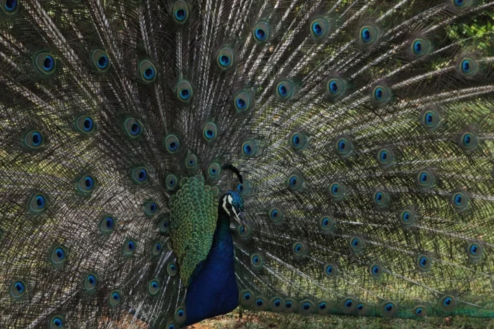 such a peacock