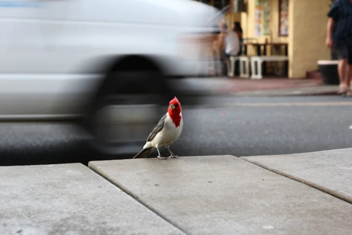 redhead poser