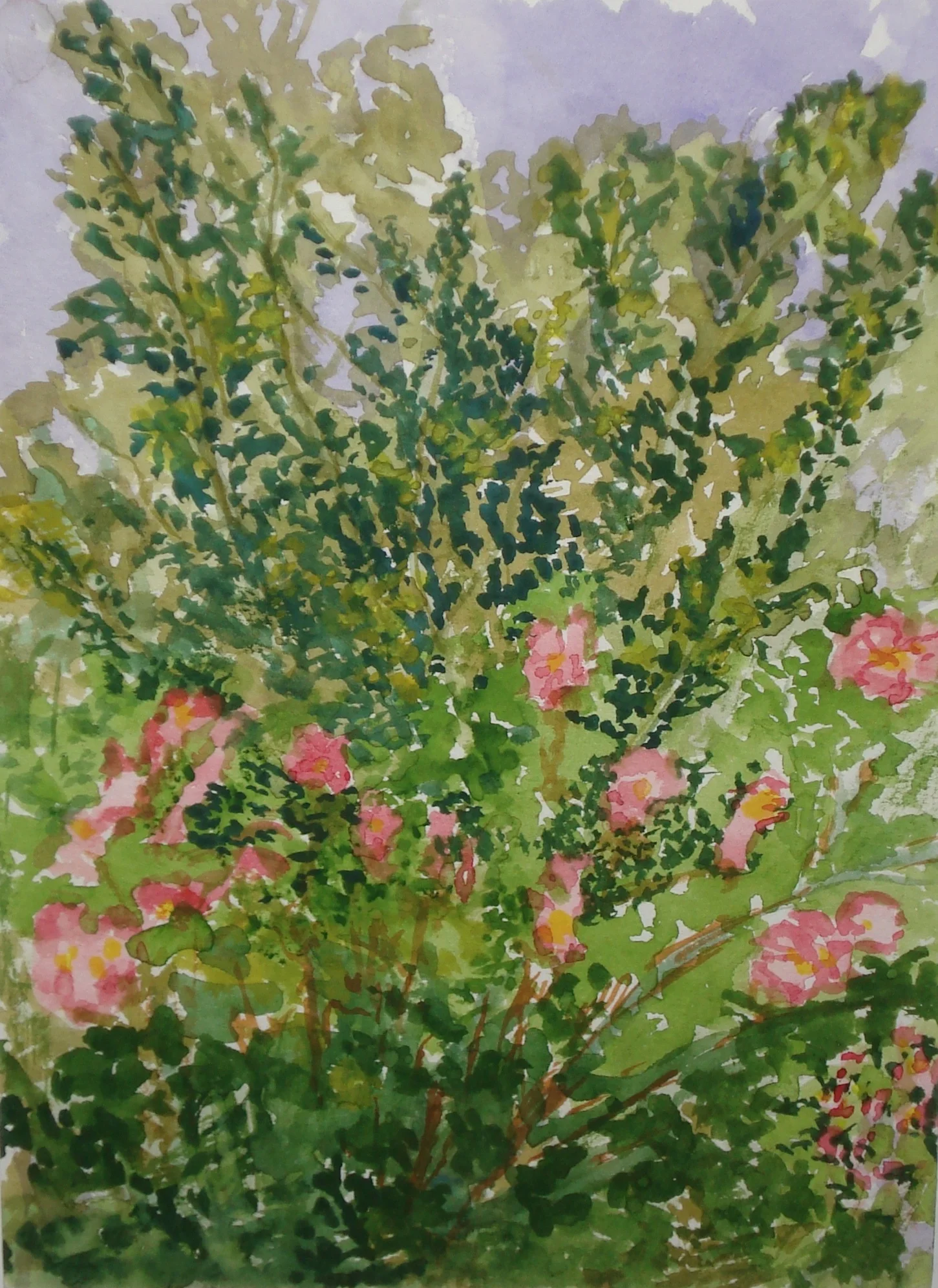 WILD ROSES