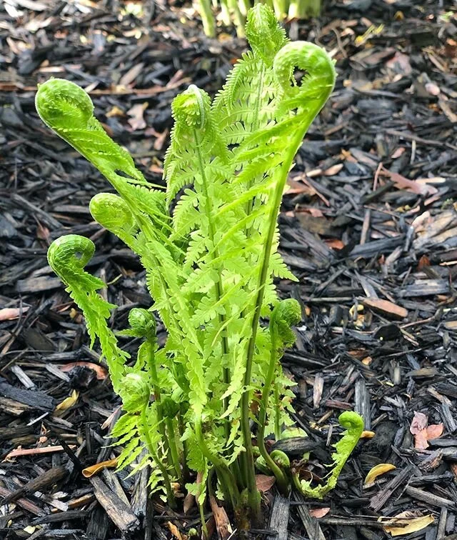 A spot of brilliant sunshine this afternoon provided this Ostrich Fern sighting while the kids played out front at the #chicagoworkercottage. .
.
Each spring they uncurl up out of the ground and slowly stretch out their fronds. .
.
Majesty. .
.
#ostr