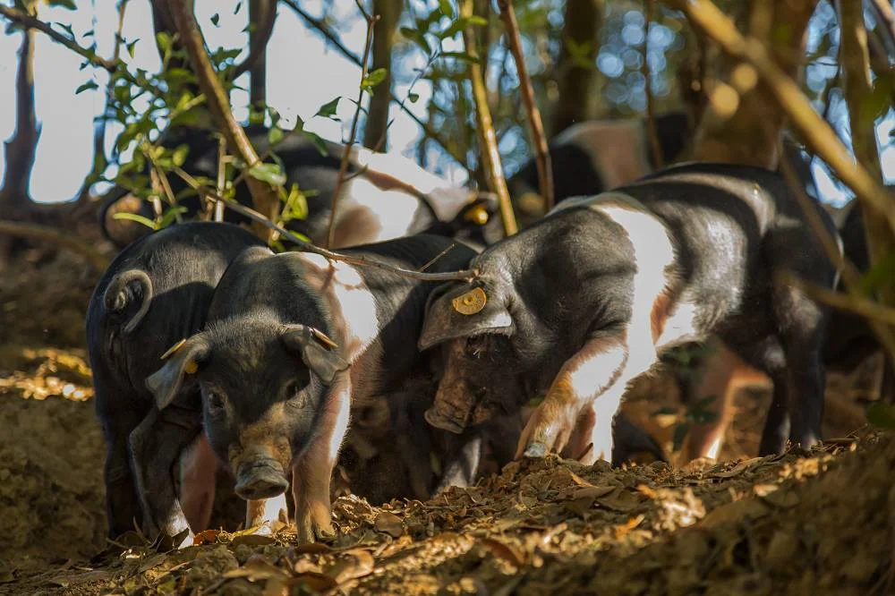 i nostri cuccioli di Cinta Senese D.O.P.