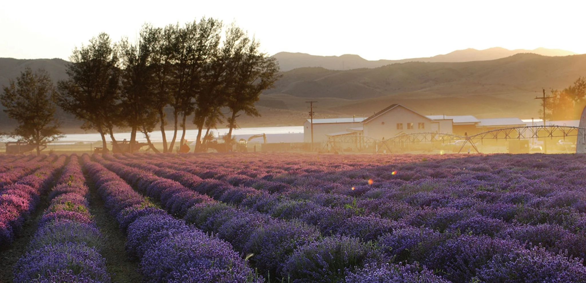 Lavender Fields prior to harvest